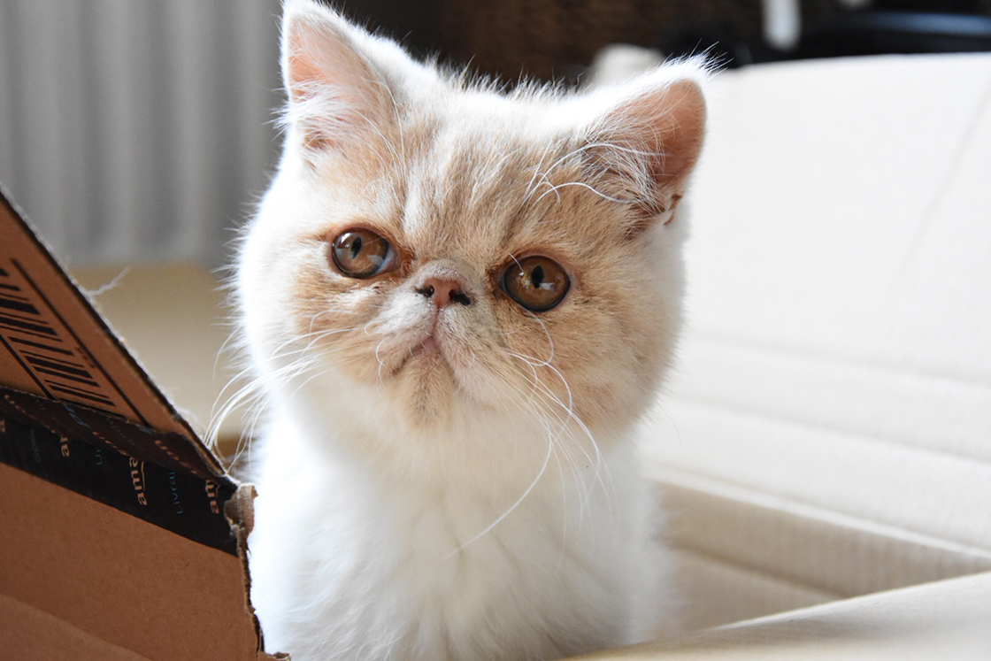 10 Things to Think About When Getting a Cat