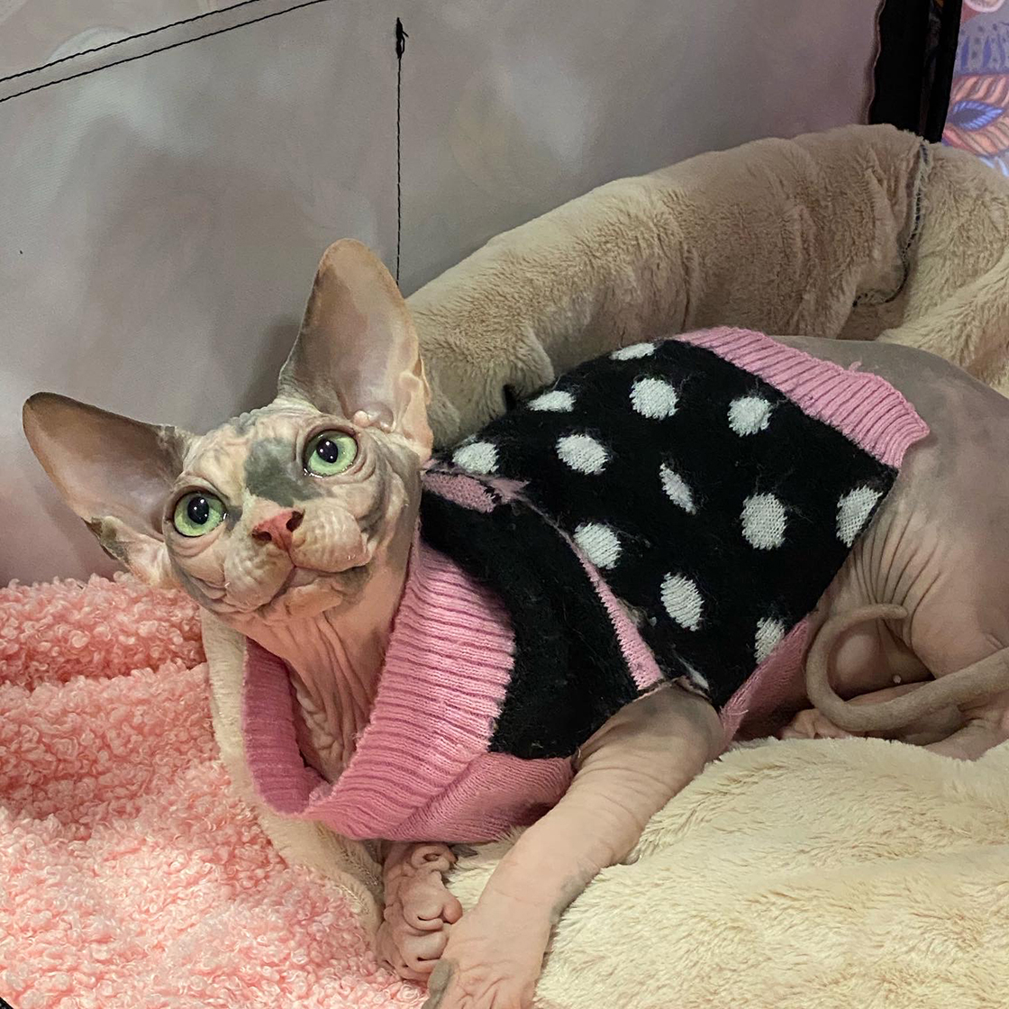 Review: LondonCats International Show